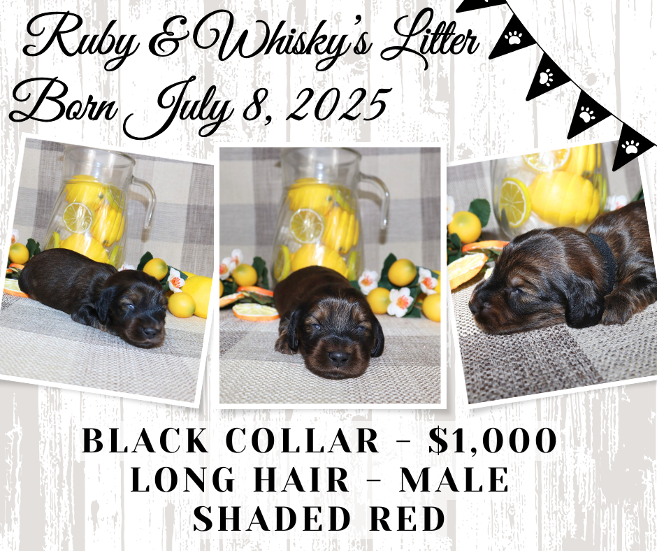 Ruby's Litter - Holding Fee