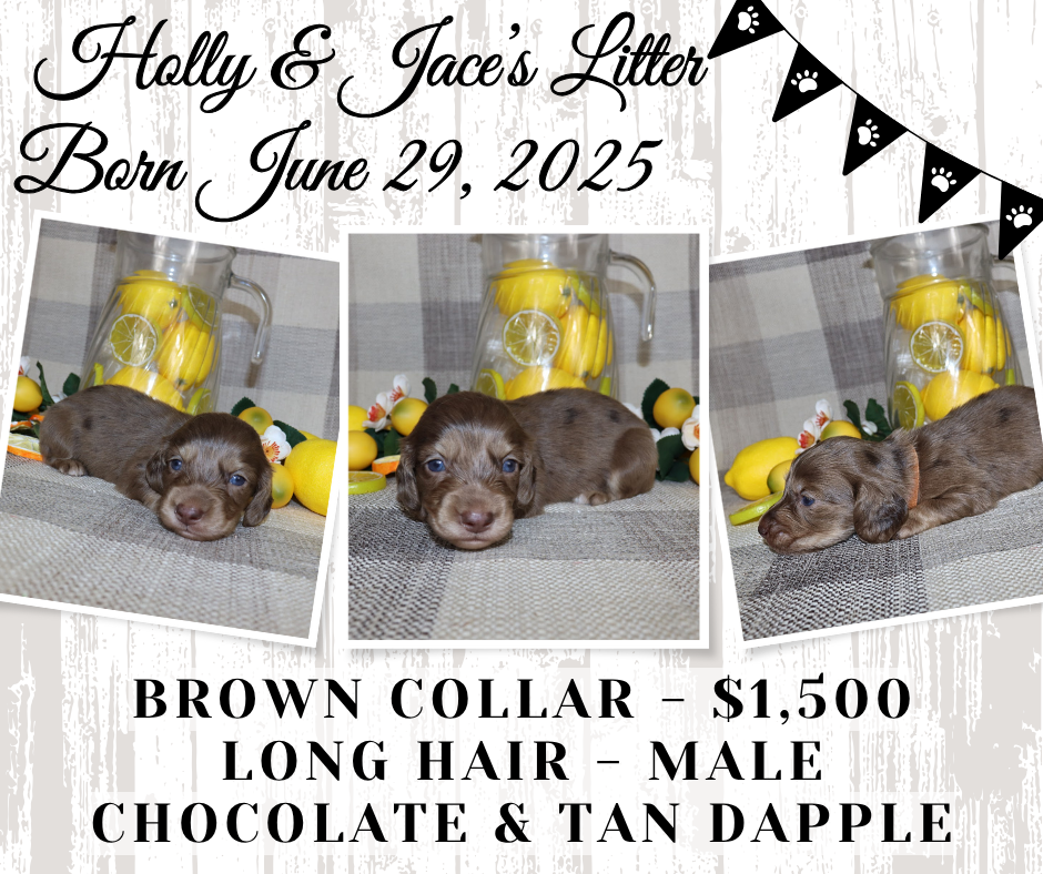 Holly's Litter - Holding Fee