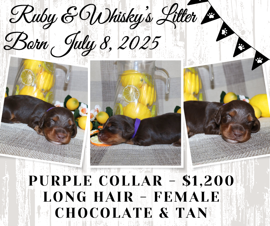 Ruby's Litter - Holding Fee