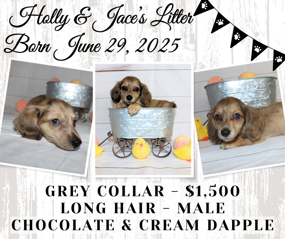 Holly's Litter - Holding Fee