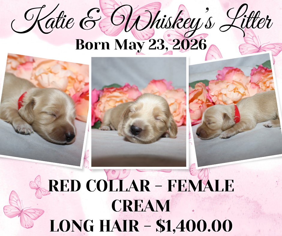 Katie's Litter