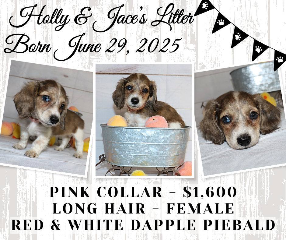 Holly's Litter - Holding Fee