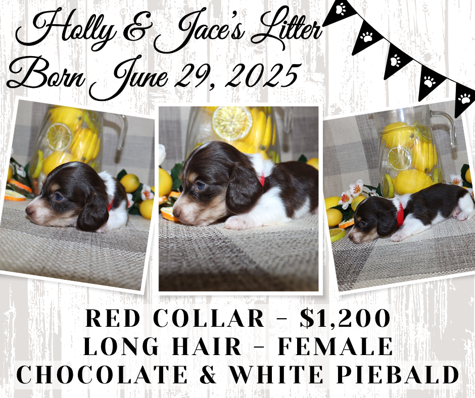 Holly's Litter - Holding Fee