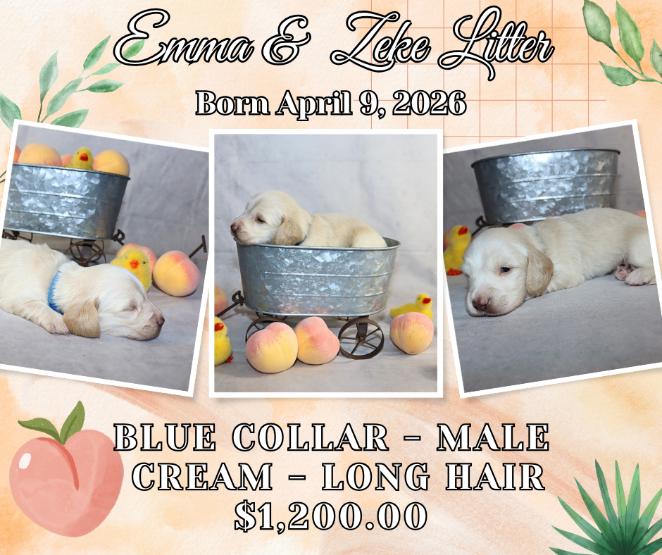 Emma's Litter