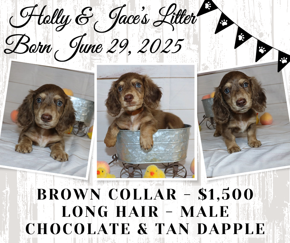 Holly's Litter - Holding Fee
