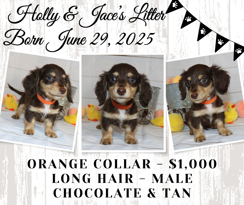 Holly's Litter - Holding Fee