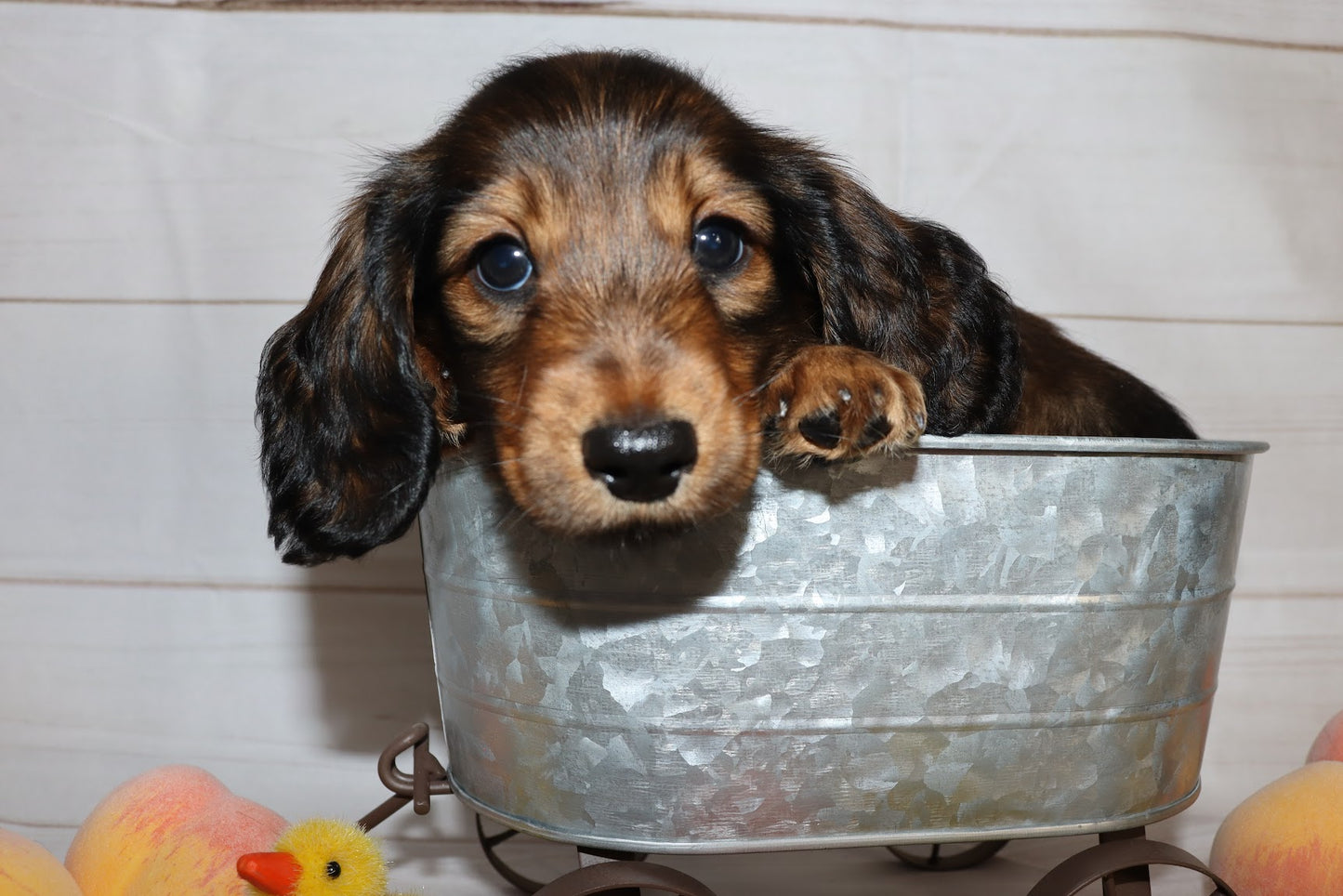 Ruby's Litter - Holding Fee