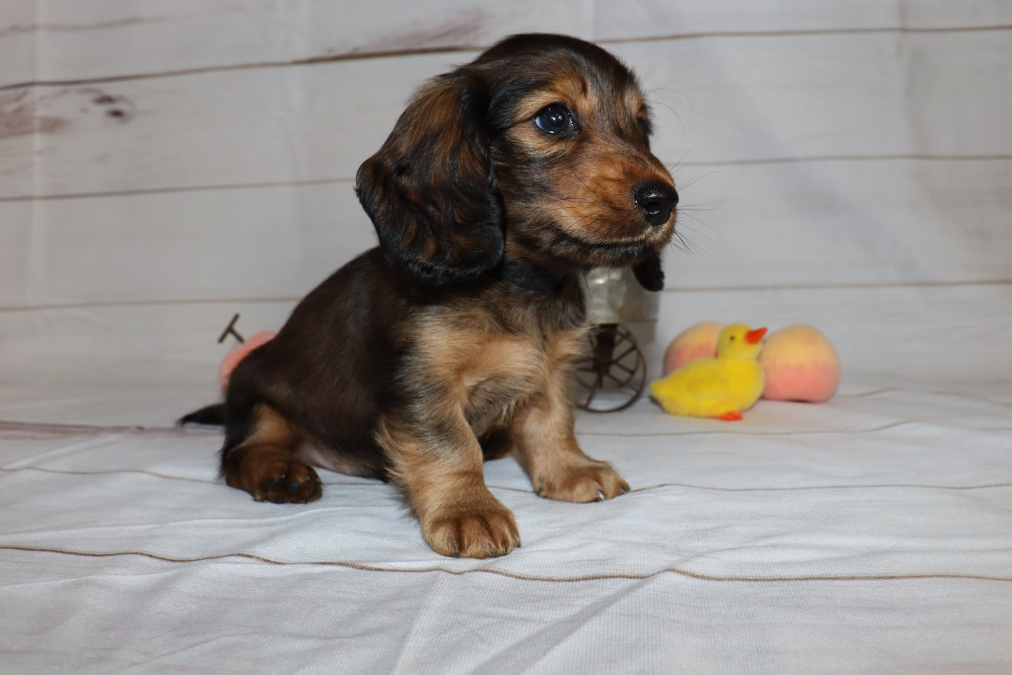Ruby's Litter - Holding Fee