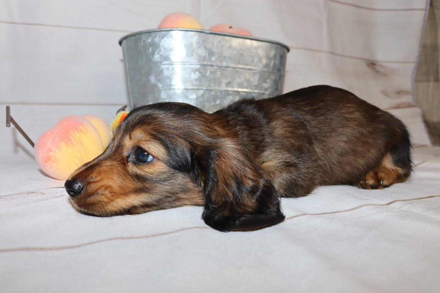 Ruby's Litter - Holding Fee