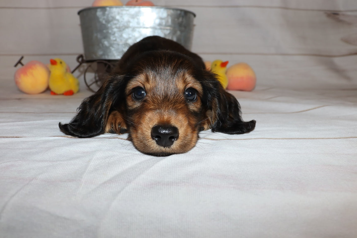 Ruby's Litter - Holding Fee