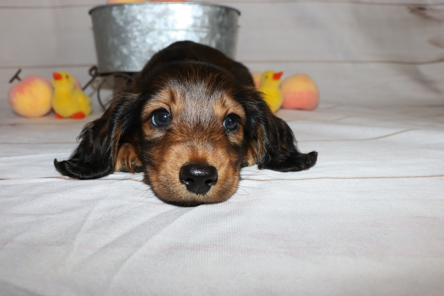 Ruby's Litter - Holding Fee