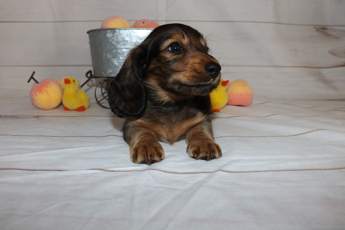 Ruby's Litter - Holding Fee