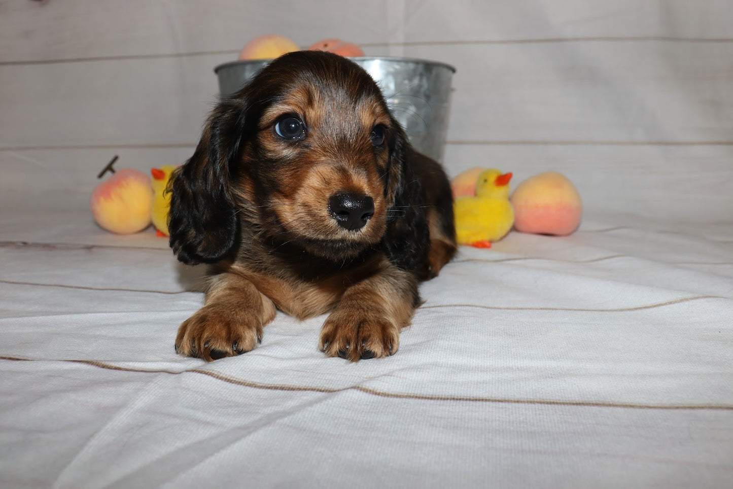 Ruby's Litter - Holding Fee