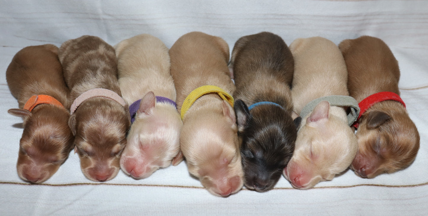 Mary Ann's Litter - Sneak Peek