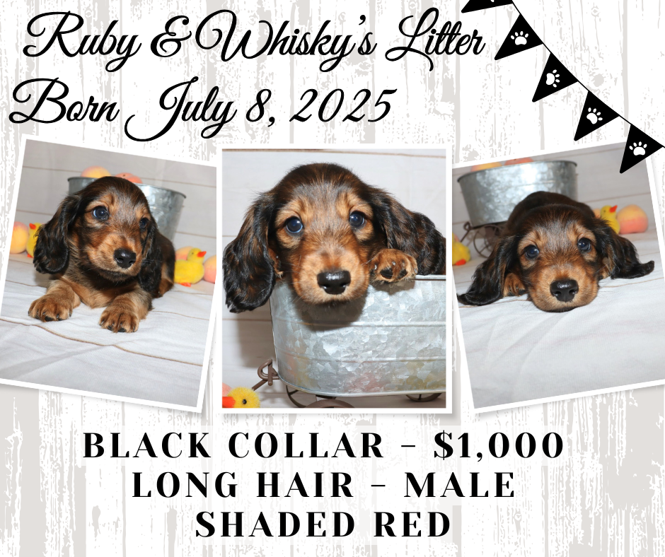 Ruby's Litter - Holding Fee