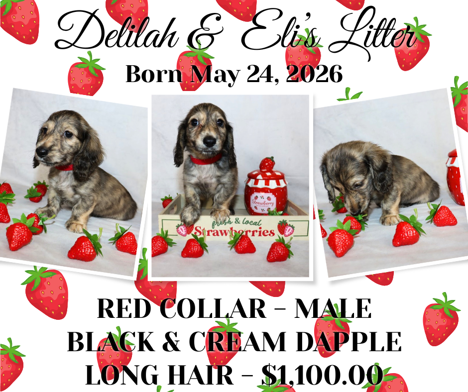 Delilah's Litter