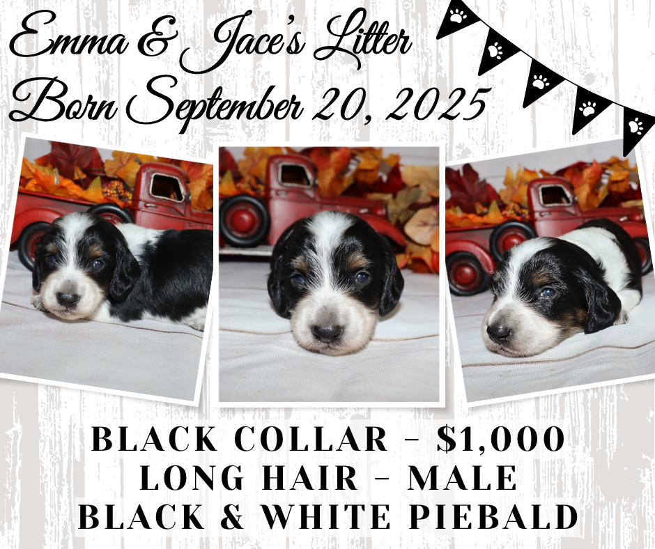 Emma's Litter