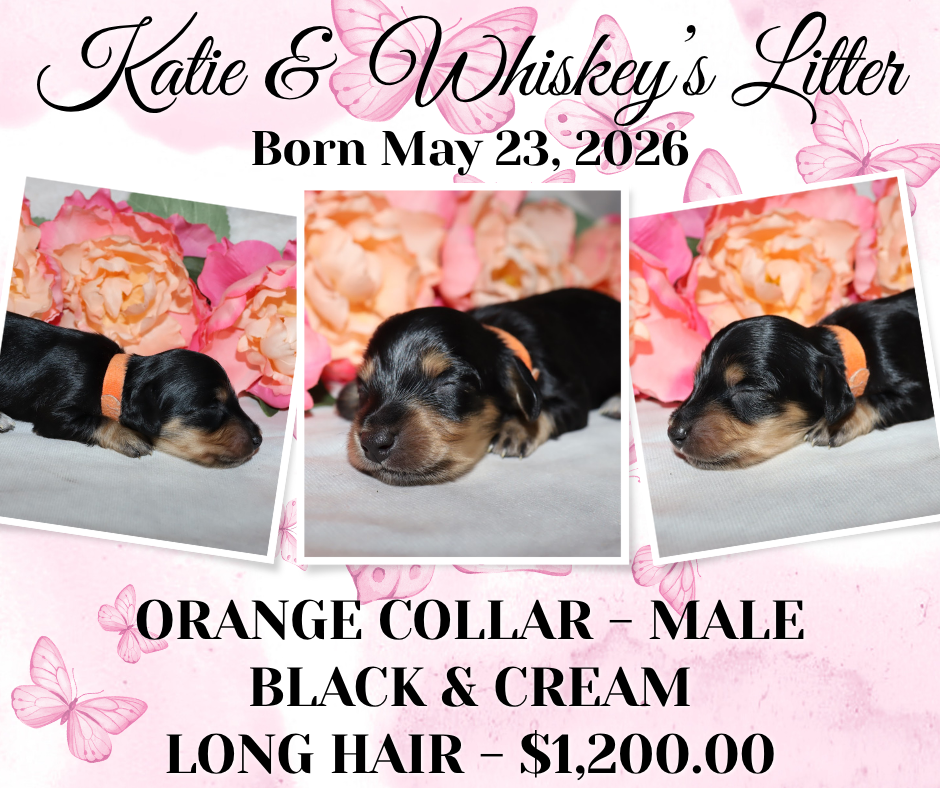 Katie's Litter