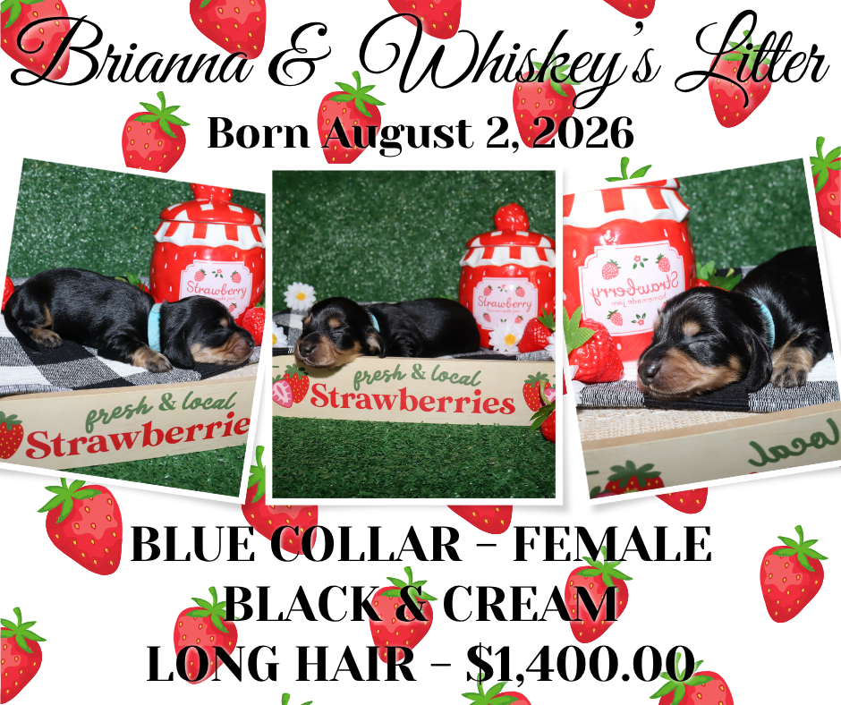 Brianna's Litter