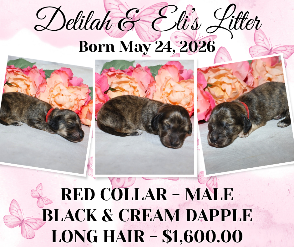 Delilah's Litter