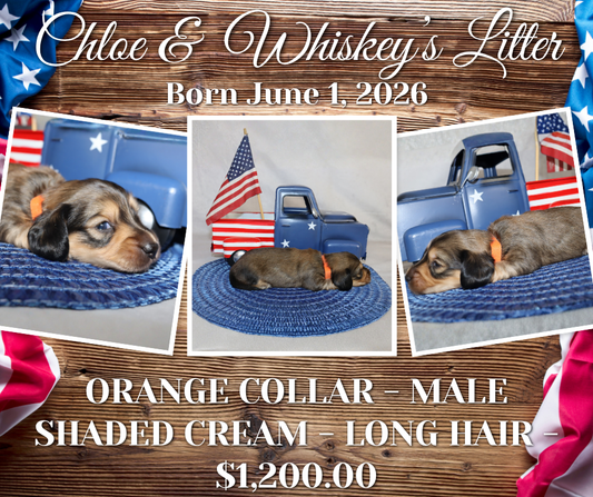 Chloe's Litter
