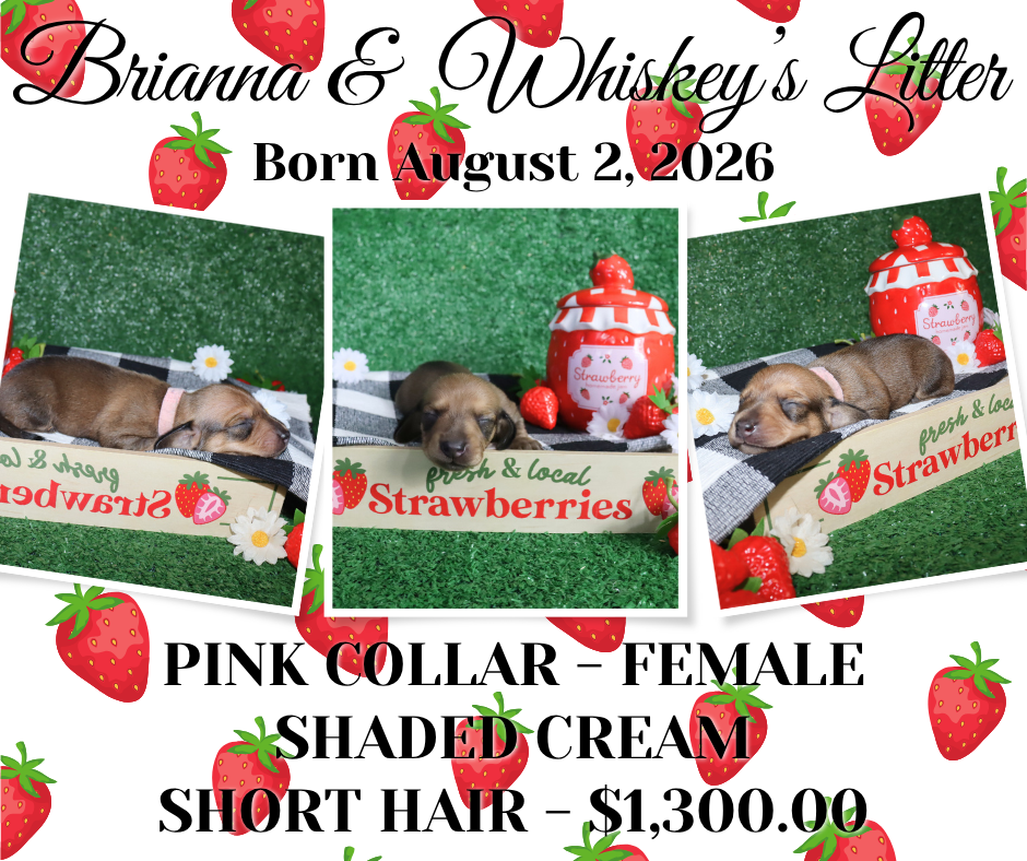 Brianna's Litter