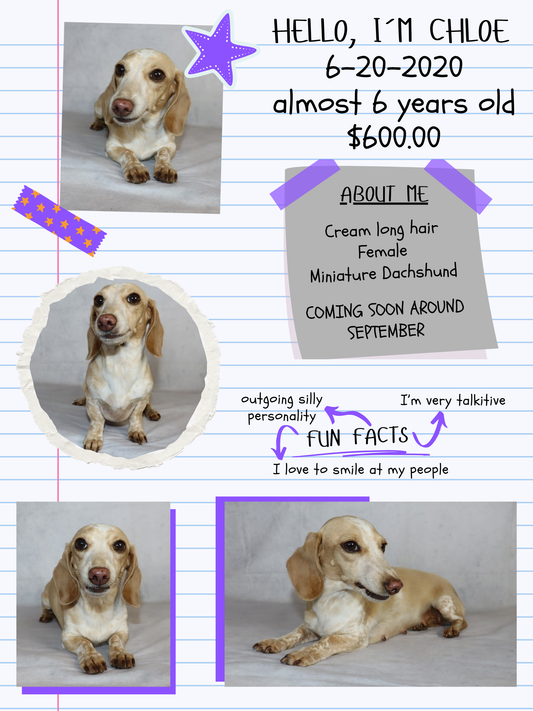 Adult Dogs Coming Soon