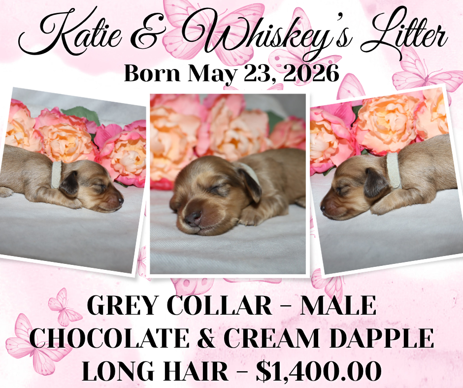Katie's Litter