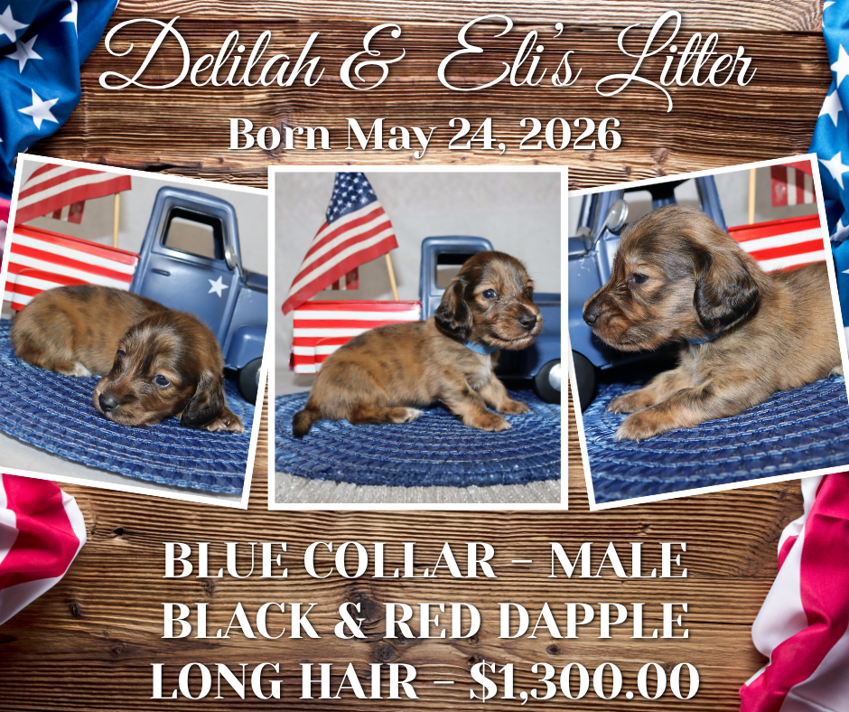 Delilah's Litter