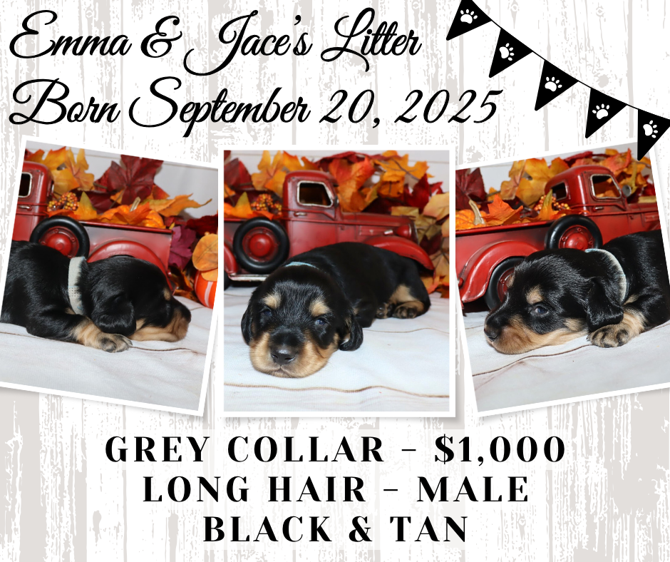 Emma's Litter