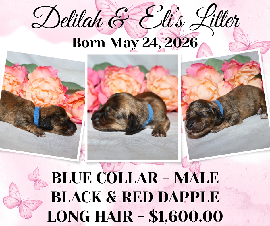 Delilah's Litter