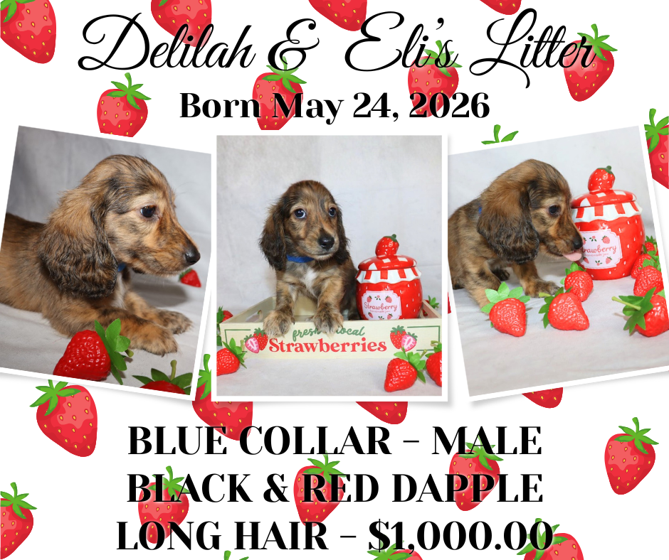 Delilah's Litter