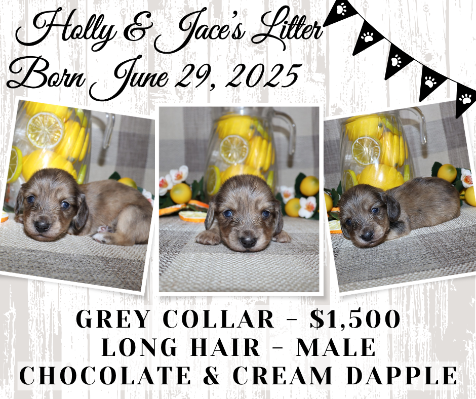 Holly's Litter - Holding Fee