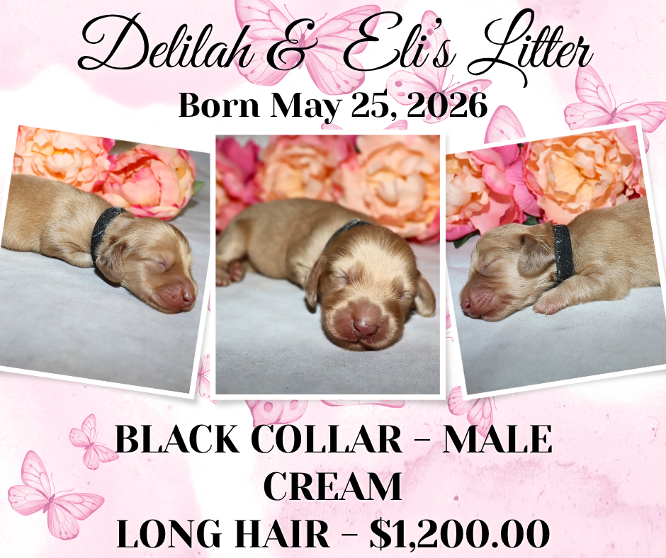 Delilah's Litter