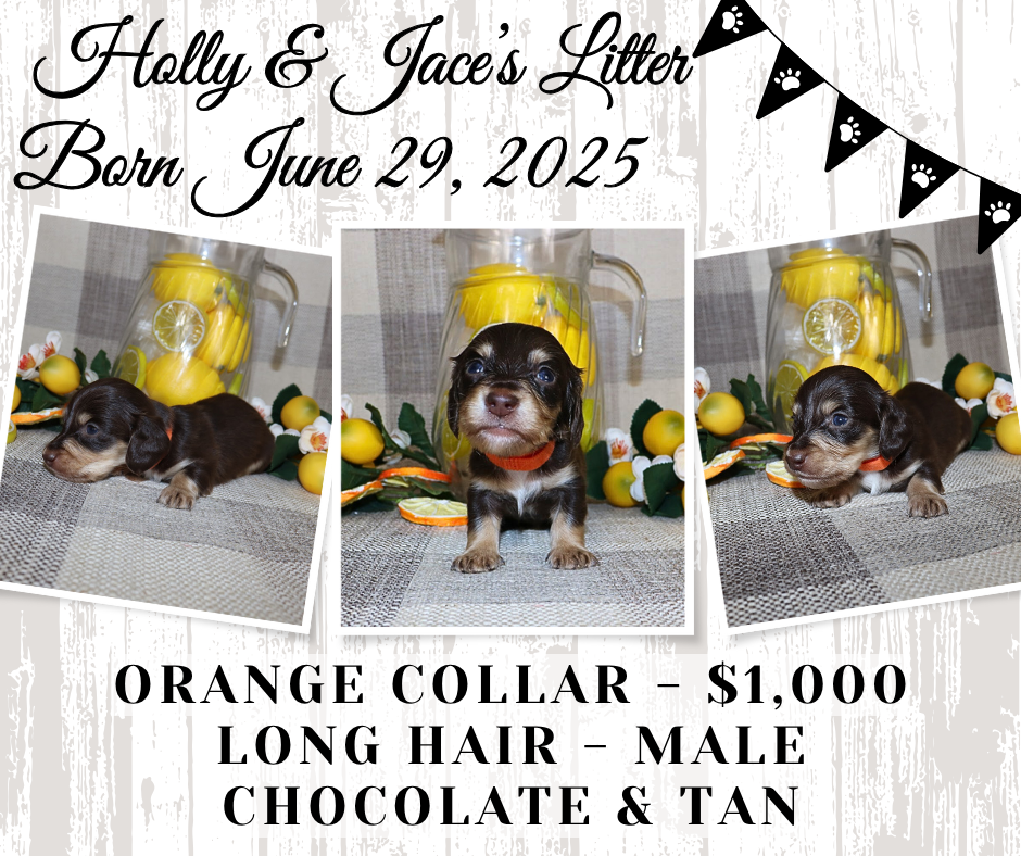 Holly's Litter - Holding Fee