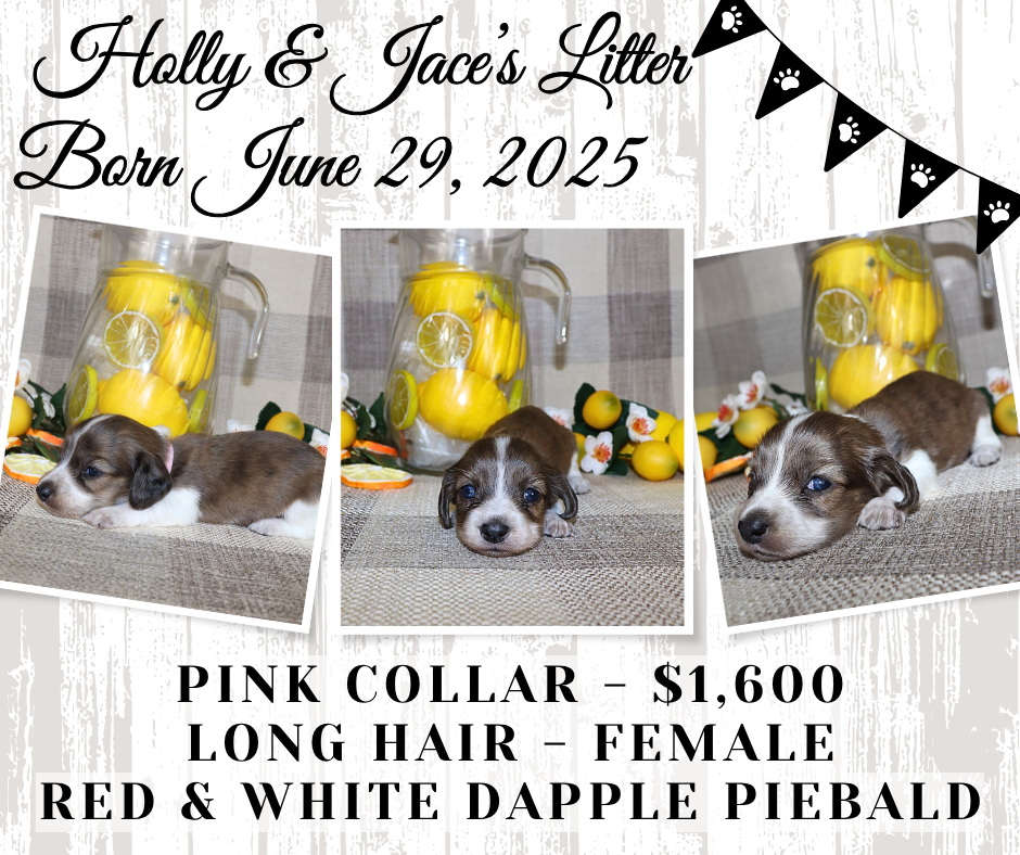 Holly's Litter - Holding Fee