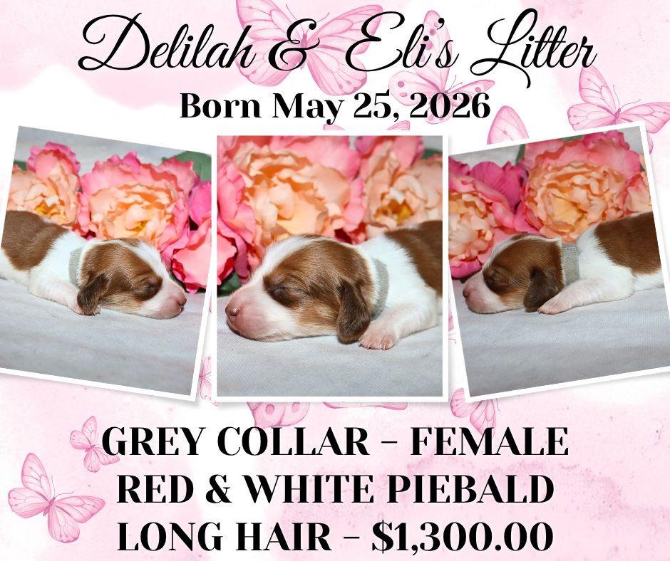 Delilah's Litter