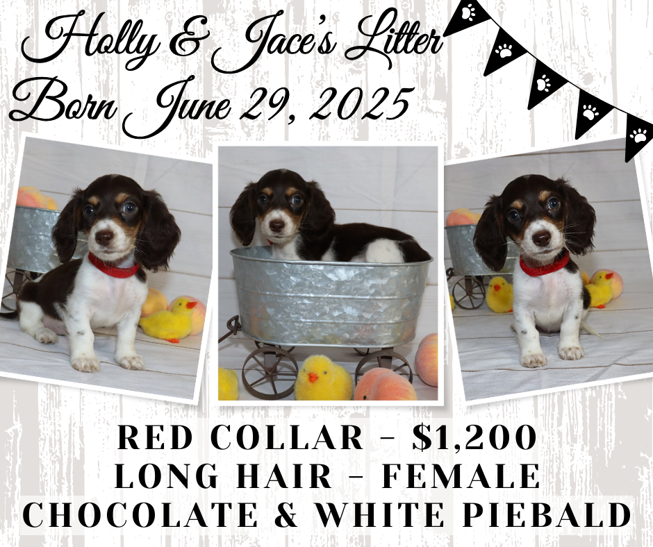 Holly's Litter - Holding Fee
