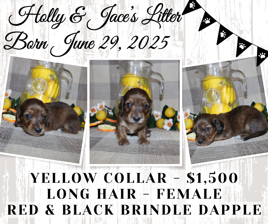 Holly's Litter - Holding Fee
