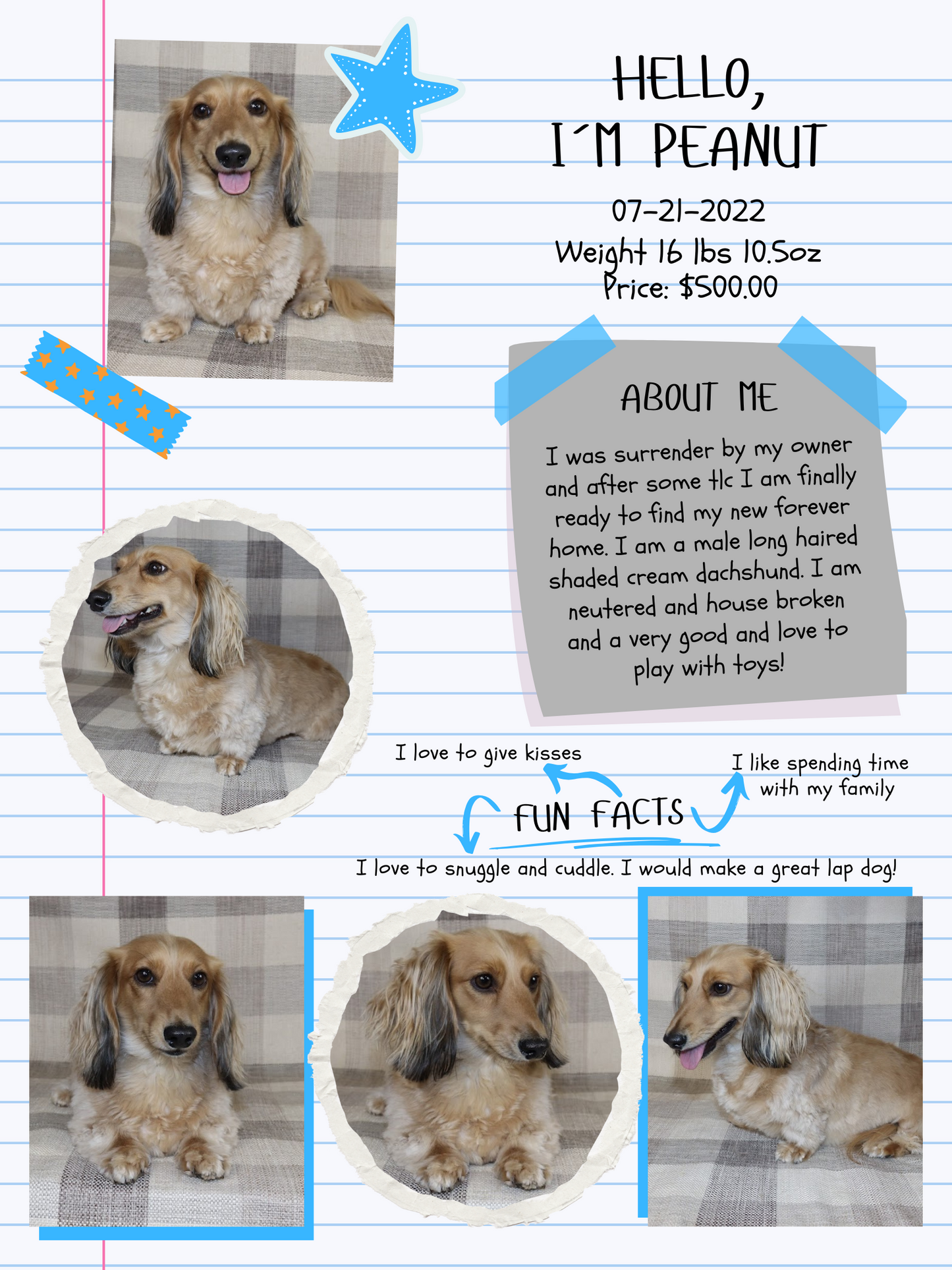Adult Dogs - Holding Fee