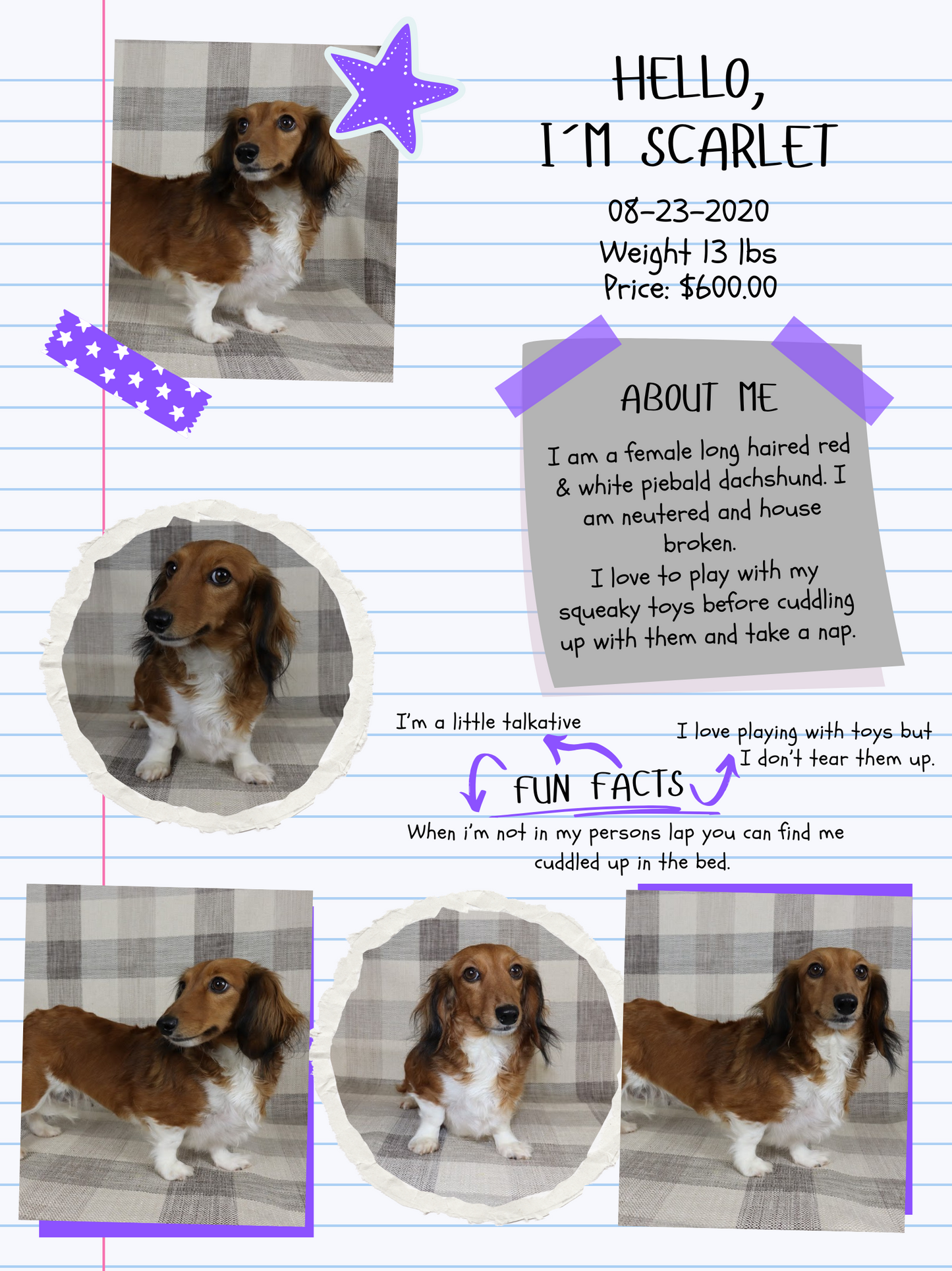 Adult Dogs - Holding Fee