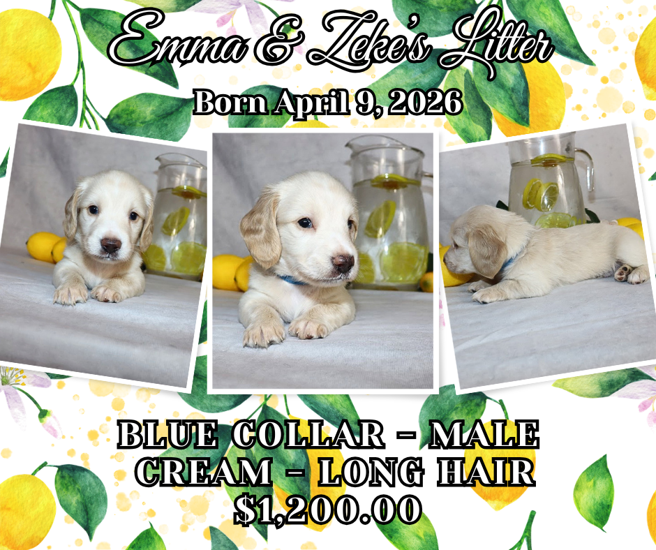 Emma's Litter
