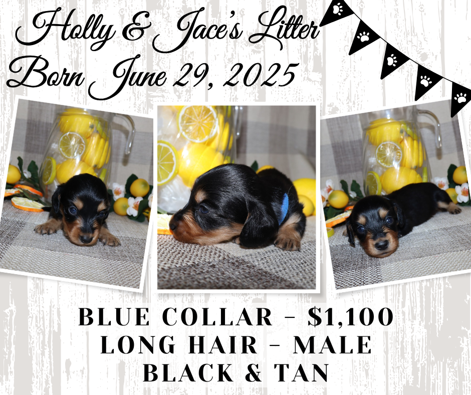 Holly's Litter - Holding Fee