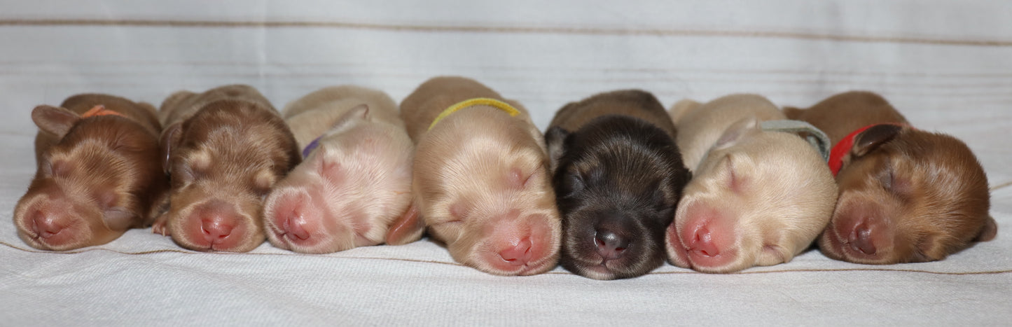 Mary Ann's Litter - Sneak Peek