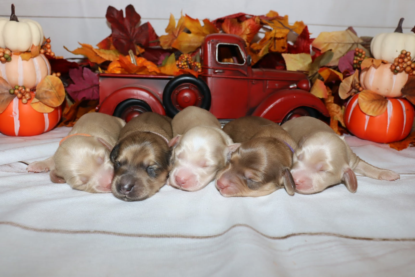 Andi's Litter - Sneak Peek