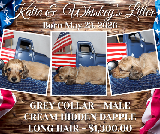 Katie's Litter