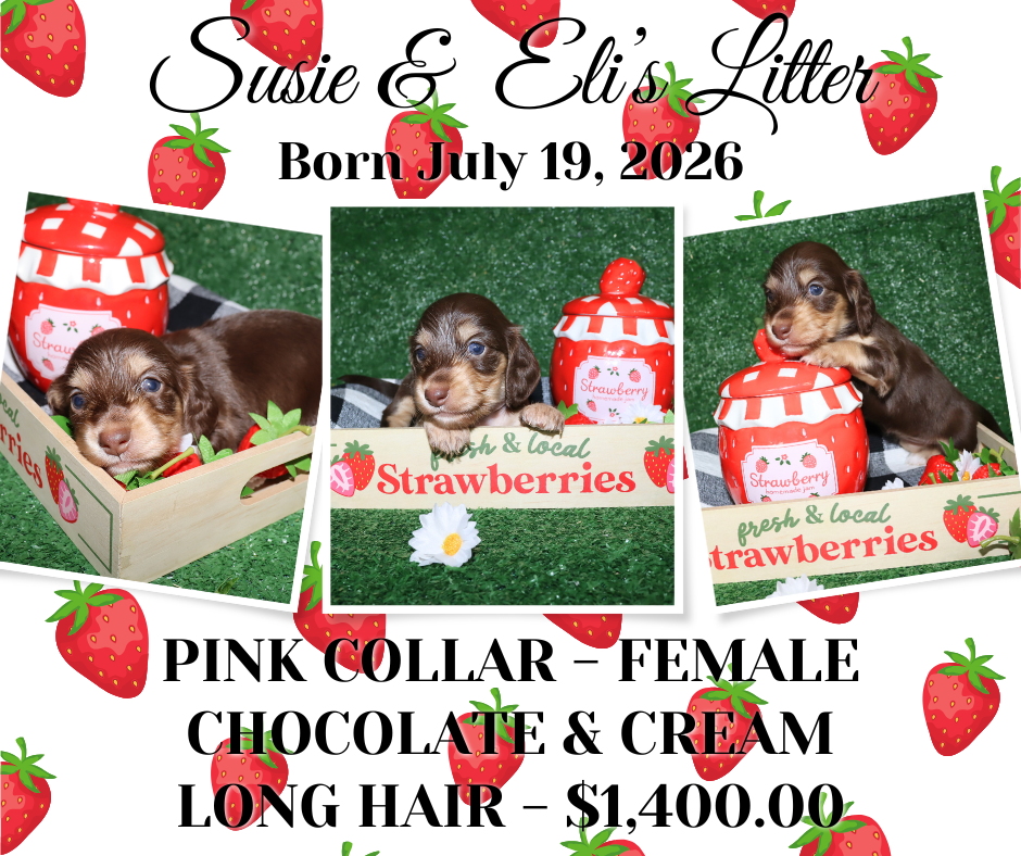 Susie's Litter